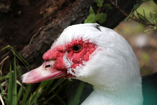 对中国队时 对中国队时