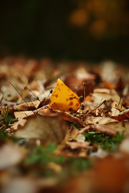 成为职业球 成为职业球